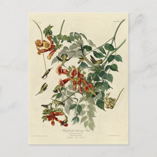 Ruby-throated Humming Bird, Audubon Birds America Postkarte (Vorderseite)