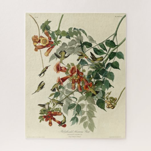Ruby-throated Humming Bird, Audubon Birds America Puzzle (Vertikal)