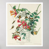Ruby-throated Humming Bird by Audubon Poster (Vorne)