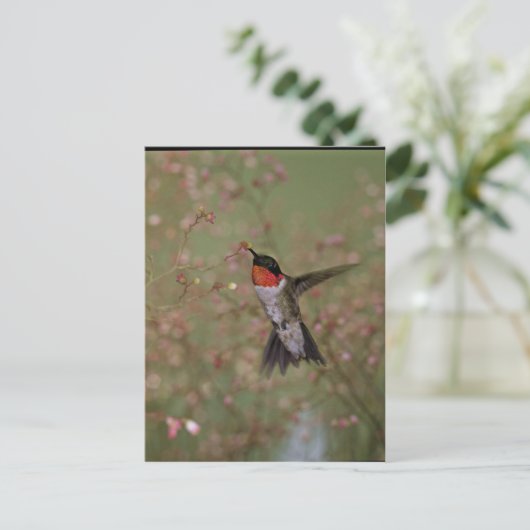 Ruby Throated Humming Bird Postkarte (Stehend Vorderseite)