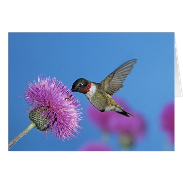 Ruby-throated Hummingbird (Vorderseite (Horizontal))