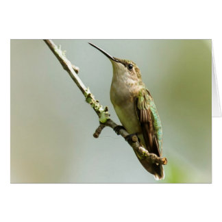 Ruby-throated Hummingbird