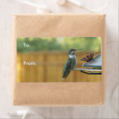 Ruby Throated Hummingbird (Insitu)