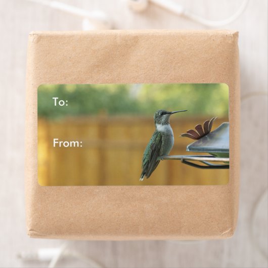 Ruby Throated Hummingbird (Insitu)
