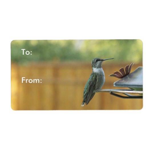 Ruby Throated Hummingbird (Vorne)