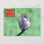 Ruby Throated Hummingbird 00Postcard Postkarte (Vorderseite)