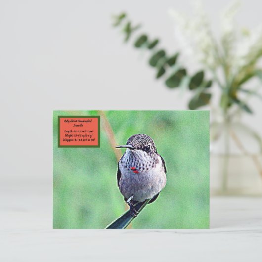 Ruby Throated Hummingbird 00Postcard Postkarte (Stehend Vorderseite)