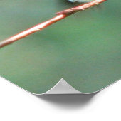 Ruby-throated Hummingbird After Chase Poster (Ecke)