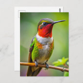 Ruby-throated Hummingbird an der Erholung Postkarte (Vorne/Hinten)