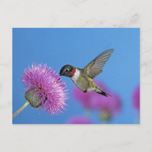 Ruby-throated Hummingbird, Archilochus 4 Postkarte