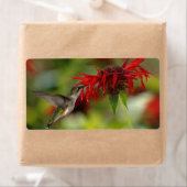 Ruby-Throated Hummingbird Archilochus Colubris (Insitu)