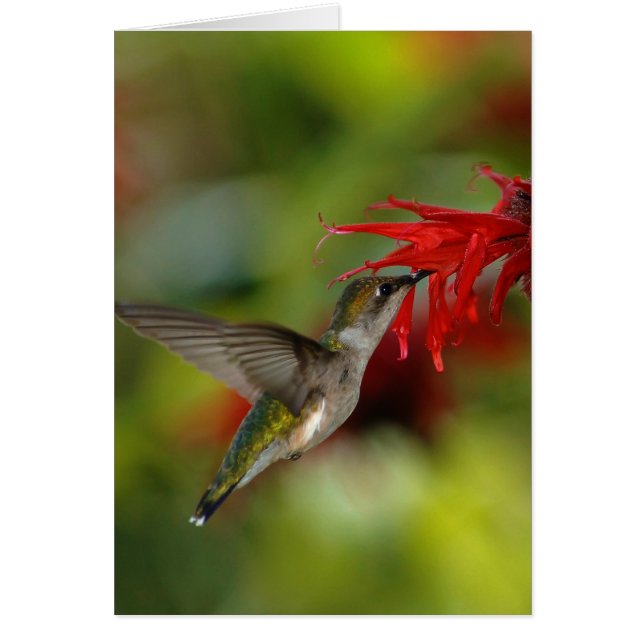 Ruby-Throated Hummingbird Archilochus Colubris (Vorne)