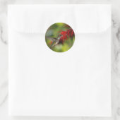 Ruby-Throated Hummingbird Archilochus Colubris Runder Aufkleber (Tasche)