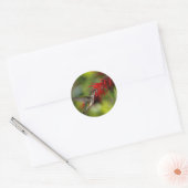 Ruby-Throated Hummingbird Archilochus Colubris Runder Aufkleber (Umschlag)