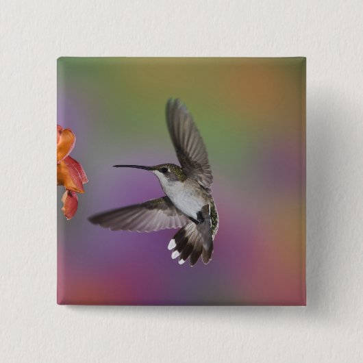 Ruby Throated Hummingbird bei Frauen Button (Vorderseite)