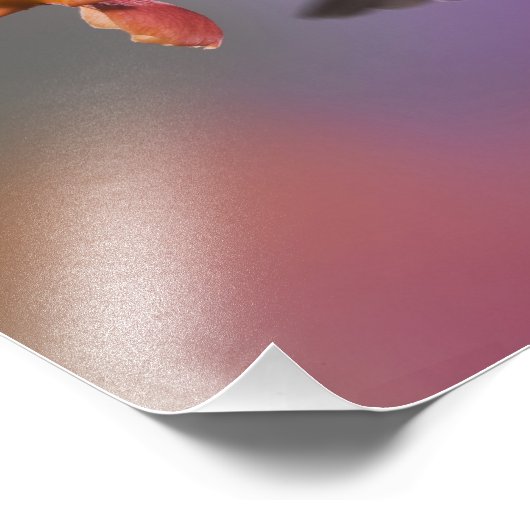 Ruby Throated Hummingbird bei Frauen Fotodruck (Ecke)