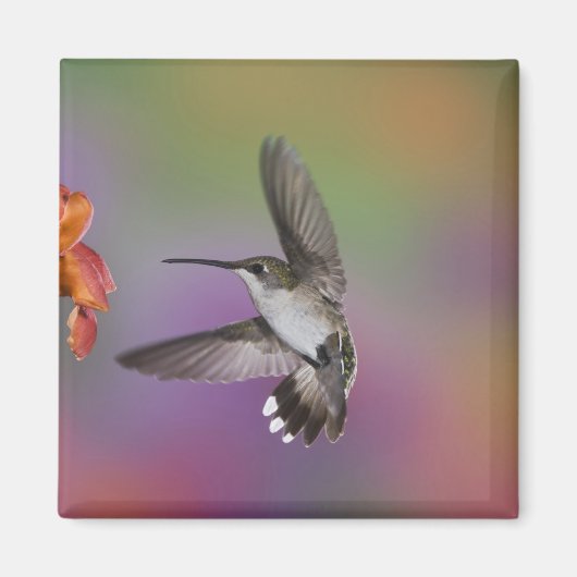 Ruby Throated Hummingbird bei Frauen Magnet (Vorne)