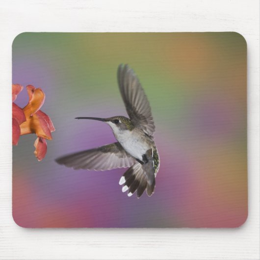 Ruby Throated Hummingbird bei Frauen Mousepad (Vorne)