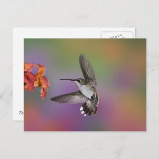 Ruby Throated Hummingbird bei Frauen Postkarte (Vorne/Hinten)