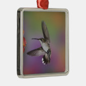 Ruby Throated Hummingbird bei Frauen Silbernes Ornament (Rechts)