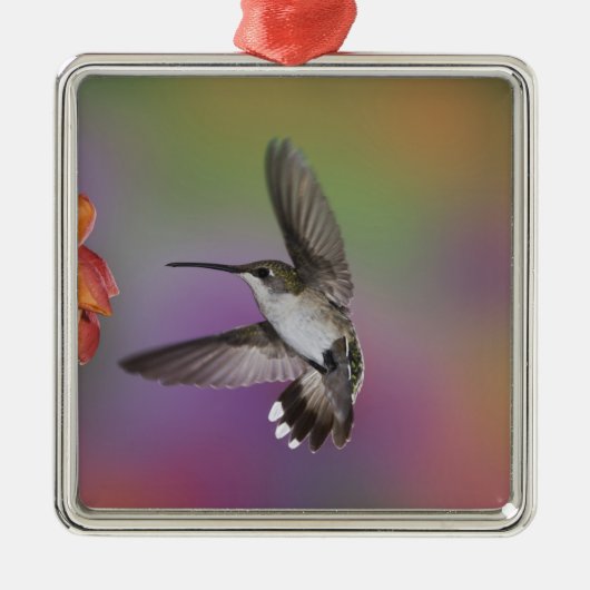 Ruby Throated Hummingbird bei Frauen Silbernes Ornament (Vorne)