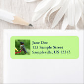 Ruby-Throated Hummingbird Bird Fotografy (Insitu)