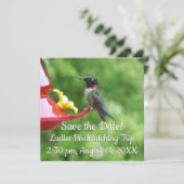 Ruby-Throated Hummingbird Bird Fotografy (Stehend Vorderseite)