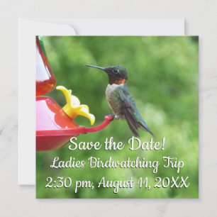 Ruby-Throated Hummingbird Bird Fotografy