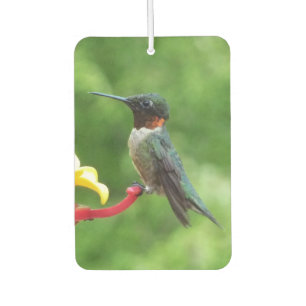 Ruby-Throated Hummingbird Bird Fotografy Autolufterfrischer