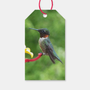 Ruby-Throated Hummingbird Bird Fotografy Geschenkanhänger
