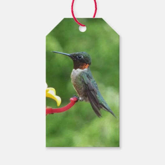 Ruby-Throated Hummingbird Bird Fotografy Geschenkanhänger (Vorderseite)