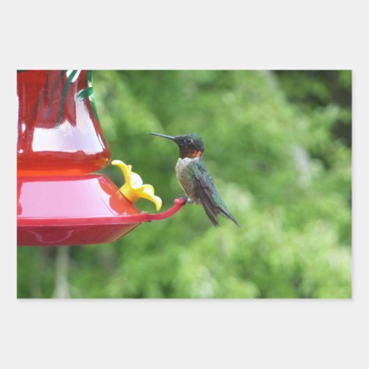 Ruby-Throated Hummingbird Bird Fotografy Geschenkpapier Set (Vorderseite)