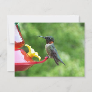 Ruby-Throated Hummingbird Bird Fotografy Karte