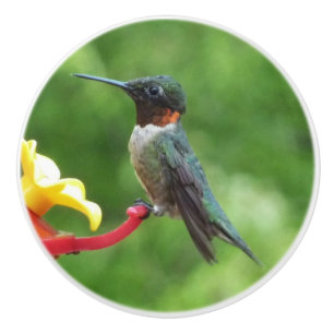Ruby-Throated Hummingbird Bird Fotografy Keramikknauf