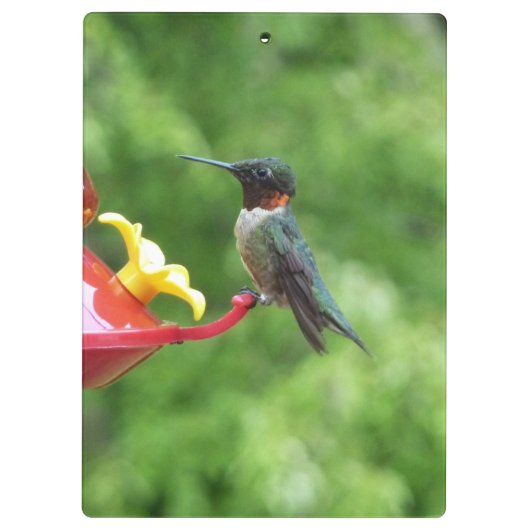 Ruby-Throated Hummingbird Bird Fotografy Klemmbrett (Rückseite)