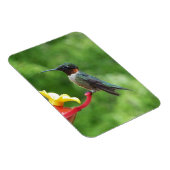 Ruby-Throated Hummingbird Bird Fotografy Magnet (Rechte Seite)