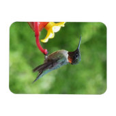 Ruby-Throated Hummingbird Bird Fotografy Magnet (Horizontal)