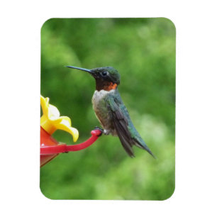 Ruby-Throated Hummingbird Bird Fotografy Magnet