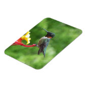 Ruby-Throated Hummingbird Bird Fotografy Magnet (Linke Seite)