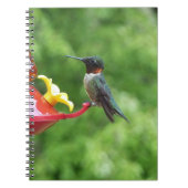 Ruby-Throated Hummingbird Bird Fotografy Notizblock (Vorderseite)