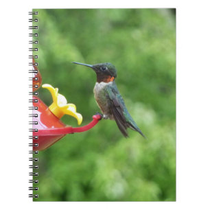 Ruby-Throated Hummingbird Bird Fotografy Notizblock