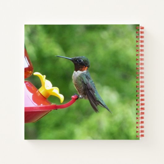 Ruby-Throated Hummingbird Bird Fotografy Notizblock (Rückseite)
