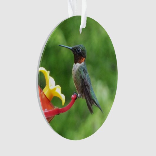 Ruby-Throated Hummingbird Bird Fotografy Ornament (Vorderseite)