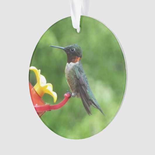 Ruby-Throated Hummingbird Bird Fotografy Ornament (Vorderseite)
