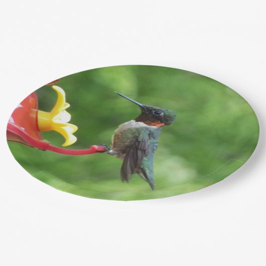 Ruby-Throated Hummingbird Bird Fotografy Pappteller (Schrägansicht)