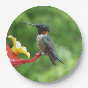 Ruby-Throated Hummingbird Bird Fotografy Pappteller