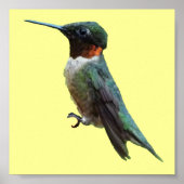 Ruby-Throated Hummingbird Bird Fotografy Poster (Vorne)