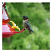 Ruby-Throated Hummingbird Bird Fotografy Poster (Vorderseite)