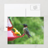 Ruby-Throated Hummingbird Bird Fotografy Postkarte (Vorne/Hinten)