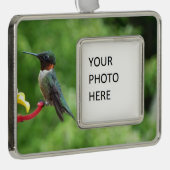 Ruby-Throated Hummingbird Bird Fotografy Rahmen-Ornament Silber (Rechts)